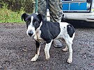Psa, kter� utekl majitelce z Nov� Byst�ice, chytili v Jaroslavic�ch u Hlubok�...