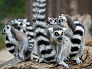 Gang krále Jelimána najdete v Zoo Praha v otev�ené expozici, kde vstoupíte...