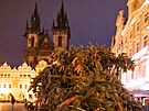 Na Staromstsk nmst v Praze dorazil v noci vnon strom. (26. listopadu...