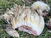 Starostovi Brni�t� vlci zdecimovali stádo ovcí.