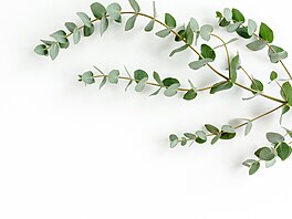 Eukalyptus se�enete v kv�tiná�ství, ur�it� vám ho prodají i samostatn�....