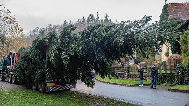 Sn�mek z p�evozu v�no�n�ho stromu z B�lovic nad Svitavou do Brna (listopad 2024)