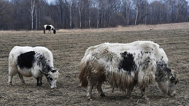 Rusko poslalo darem do zoologick� zahrady v severokorejsk�m Pchjongjangu v�ce ne� 70 zv��at. (5. dubna 2023)