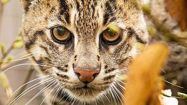 Ko�ka ryb��sk�, �sp�n� chovan� v ostravsk� zoologick� zahrad� (22. listopadu 2024)