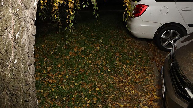 Nhodn kolemjdouc nael na konci jna 2024 pod stromem v itn ulici v brnnskch ekovicch odhozenou novorozenou holiku. Na snmku msto nlezu.