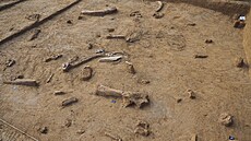 Mamutí poz�statky nalezené p�i stavb� Justi�ního paláce v Ústí nad Labem...