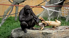 Gorily v zoologické zahrad� v Calgary.