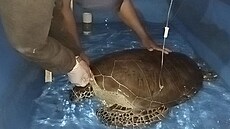 Veterinární pé�e o zran�nou mo�skou �elvu (23. listopadu 2024)