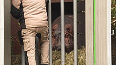 Hro�i putovali po Evrop� ve speciálních transportních klecích. (29. listopadu...