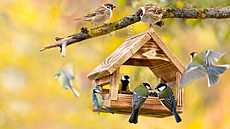 Urit ptactvo pikrmujte, ale tak, aby to dávalo smysl a opravdu jste...