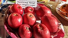 �eský svaz ochránc� p�írody si vzal za své ochranu d�dictví v podob� starých...