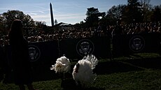 Joe Biden naposledy ve své funkci omilostnil dva krocany, které tak uetil...