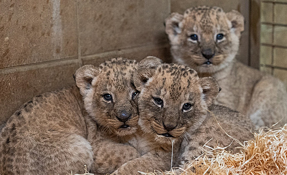 První mláata lv konských, která se narodila ve zlínské zoo, jsou zdravá a...