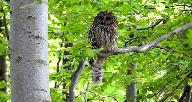 Putík blavý se do Jeseník dostal zejm z Beskyd, obývá staré bukové nebo...