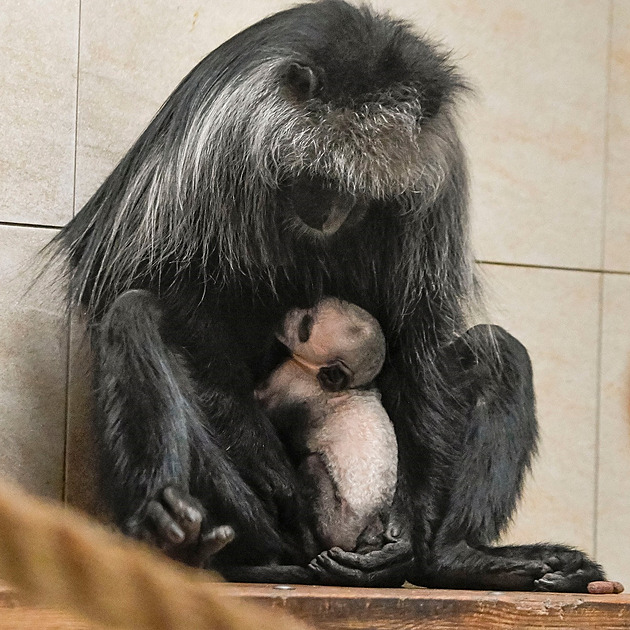 O mlád�, jeho� pohlaví zatím není známé, se stará nejen matka, ale i její...