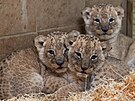Prvn mlata lv konskch, kter se narodila ve zlnsk zoo, jsou zdrav a...