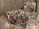 Prvn mlata lv konskch, kter se narodila ve zlnsk zoo, jsou zdrav a...