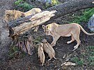 Trojice lvat berberskch z hodonnsk zoo u pobv ve stejnm prostoru i se...