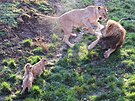 Trojice lvat berberskch z hodonnsk zoo u pobv ve stejnm prostoru i se...