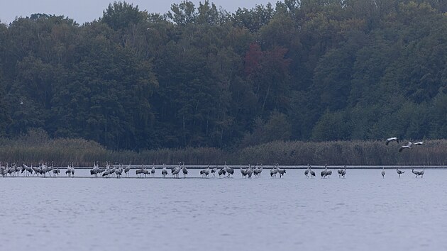 Je��bi popelav�