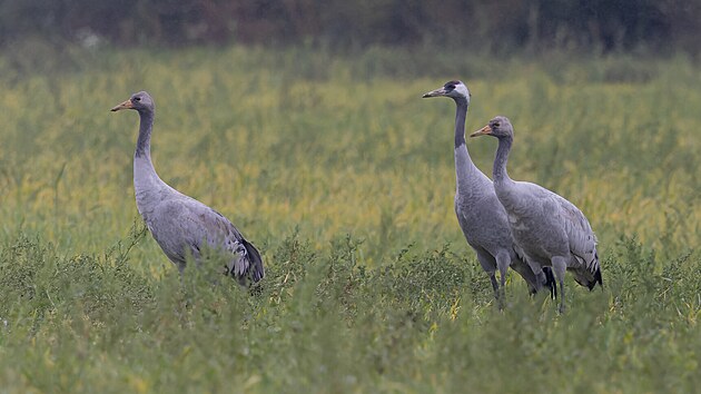 Je��bi popelav� na Liberecku