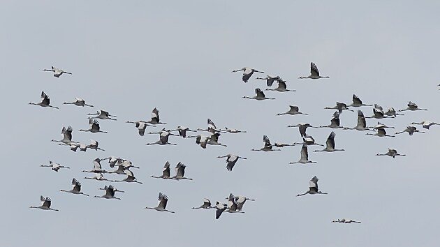 Migrace je��b� popelav�ch