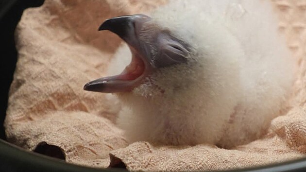 Pte se v zchrannm centru organizace Philippine Eagle Foundation vyklubalo 11. listopadu 2024.