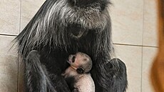 O mlád, jeho pohlaví zatím není známé, se stará nejen matka, ale i její...