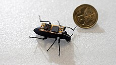 Modifikovaný brouk bhem pokus na Nanyang Technological University v Singapuru.