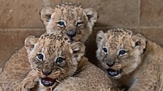 První mláata lv konských, která se narodila ve zlínské zoo, jsou zdravá a...