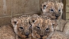 První mlá�ata lv� kon�ských, která se narodila ve zlínské zoo, jsou zdravá a...