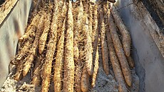 Unikátní výpstek v podob tzv. svtelného koene, který má velmi výivnou...