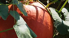 Letos nám vyrostla obí dýn, váila 18 kg. Máme ji zavaenou s ananasovou...