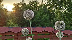 Paní Iveta také letos nechala vykvést pórek. Obdail m obrovskými koulemi...