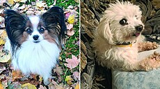 Nejroztomilej�í mazlí�ci m�síce listopadu, první t�i se mohou radovat z granulí...