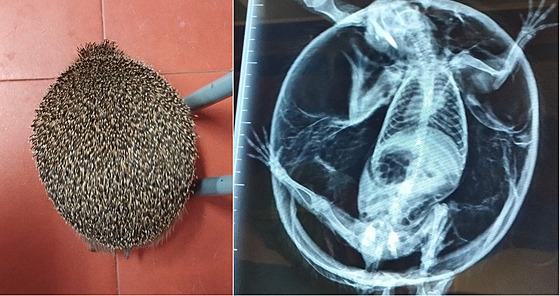 Je�ek vypadal jako nafouknutý balon.