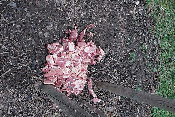 Pardubi�tí strá�níci likvidovali pohozené maso v ulici U Marka.