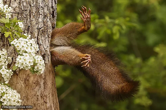 Milko Marchetti with �Stuck squirrel� - �Uvízlá veverka�