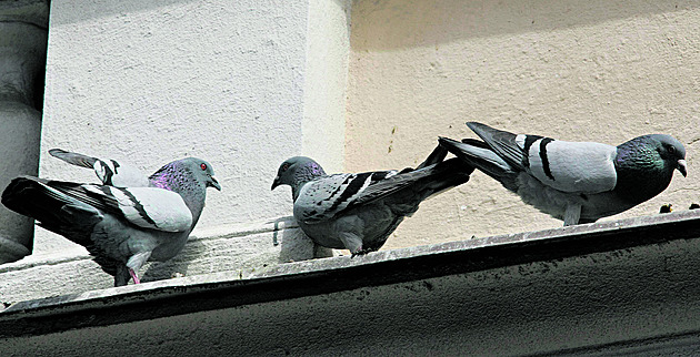Louny budou proti holubm ve mst bojovat s pomocí vycviených dravc.