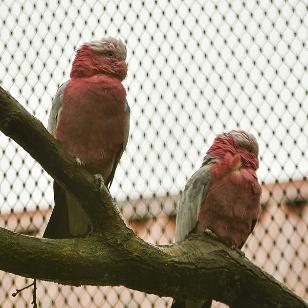 V zim mohou návtvníci jihlavské zoologické zahrady obdivovat i tyto dva nové...