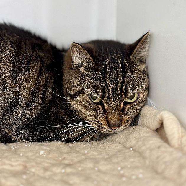 Koka, kterou zachránil Spolek klíba v umperku.