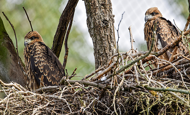 Brnnská zoo jako první v esku úspn odchovala mláata kriticky ohroených...