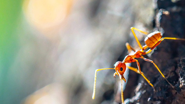 More Heads Are Better, at Least for Ants: Large Groups Were More Successful in Mazes