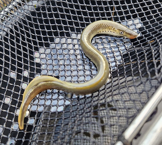 P�i odlovu se poda�ilo potvrdit výskyt chrán�né mihule poto�ní.