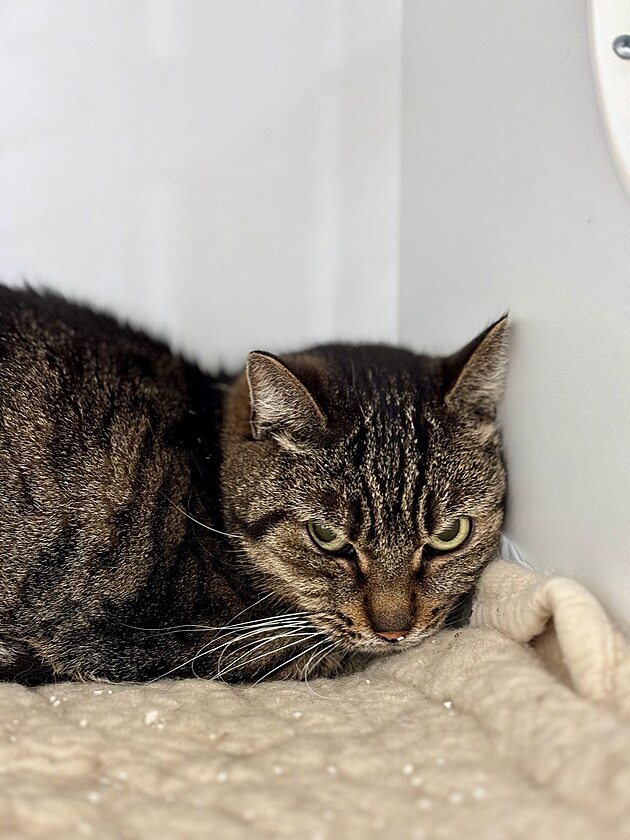 Koka, kterou zachránil Spolek klíba v umperku.