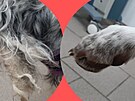 tulek v Tboe pevzal psy v zuboenm stavu. Jejich trn vyetuje Krajsk...