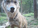 Vlk s telemetrick�m obojkem v N�rodn�m parku �esk� �v�carsko na sn�mku z...