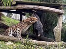Do olomouck zoo picestovala samice levharta manduskho