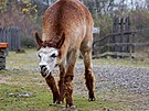 V brnnskm Lamacentru na Hdech chovaj lamy alpaky, ovce, kozy i krlky....