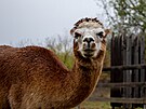 V brnnskm Lamacentru na Hdech chovaj lamy alpaky, ovce, kozy i krlky....
